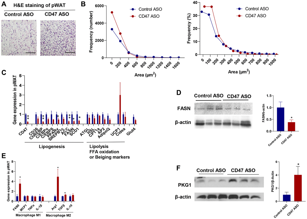 CD47 ASO treatment reduced adipocytes size of visceral fat by suppressing lipogenesis. (A) Representative H&E staining image of peri-renal white adipose tissue (pWAT) (scale bar = 100 μm); (B) Frequency of adipocytes size of pWAT; (C) Gene expression in pWAT by qPCR; (D) FASN protein expression level by immunoblotting and quantification; (E) Inflammatory and macrophage markers gene expression in pWAT by qPCR. (F). PKG1 protein expression level by immunoblotting and quantification. Data are represented as mean ± SEM (n = 6 mice/group). *P **P 