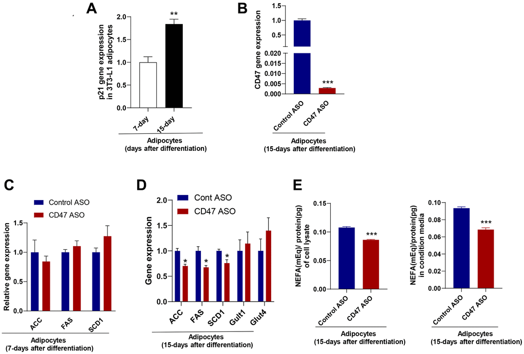 CD47 ASO treatment reduced de novo lipogenesis in 3T3-L1 adipocytes (after 15 days of differentiation). (A) Expression of the senescence marker, p21 in 15 days differentiated 3T3-L1 adipocytes (modeling adipocytes from old mice) compared to 5–7 days differentiated cells (modeling adipocytes from young mice); (B–D) CD47 or other gene expression in 7-day or 15-day differentiated adipocytes after 48 hours of treatment with the control ASO or CD47ASO (100 μM); (E) De novo lipogenesis measured in cell lysate and conditional medium from 15-day differentiated adipocytes. Data are represented as mean ± SEM (n = 3/group). **P *P ***P 