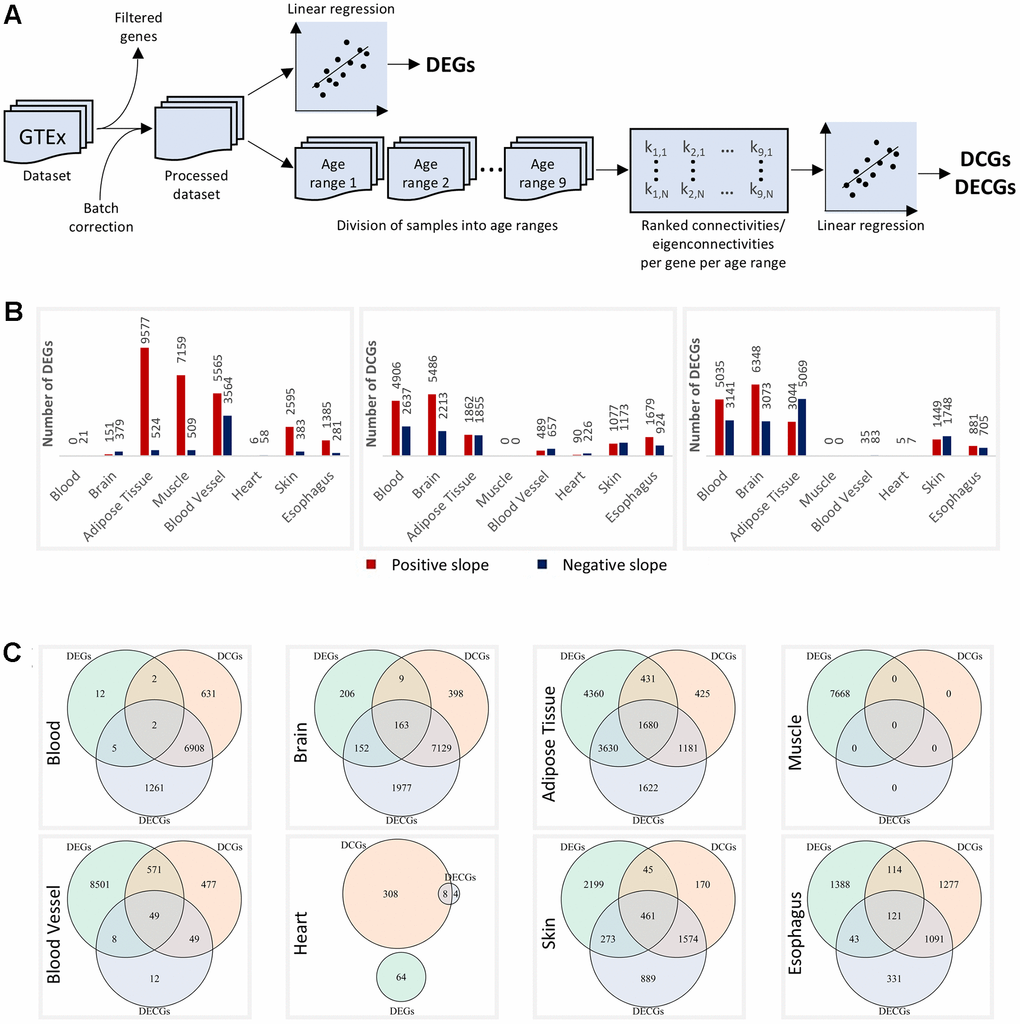 Altered genes per tissue. (A) Schematics of the differential expression and differential connectivity/eigenconnectivity analyses. (B) DEGs, DCGs, and DECGs per tissue. The red and blue bars represent genes with positive and negative slopes, respectively. All metrics considered FDR C) Overlaps between DEGs, DCGs, and DECGs in each tissue.