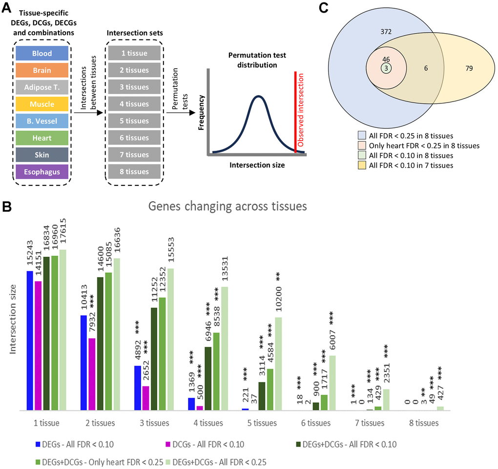 Intersect count. (A) DEGs, DCGs, and their combination, detected in sets of 1 up to 8 tissues. (B) DEGs, DCGs, and their combination, detected in sets of 1 up to 8 tissues. The charts display the number of genes in the set and their significance in a permutation test. Significance levels: FDRC) Venn diagram of selected intersection sets.