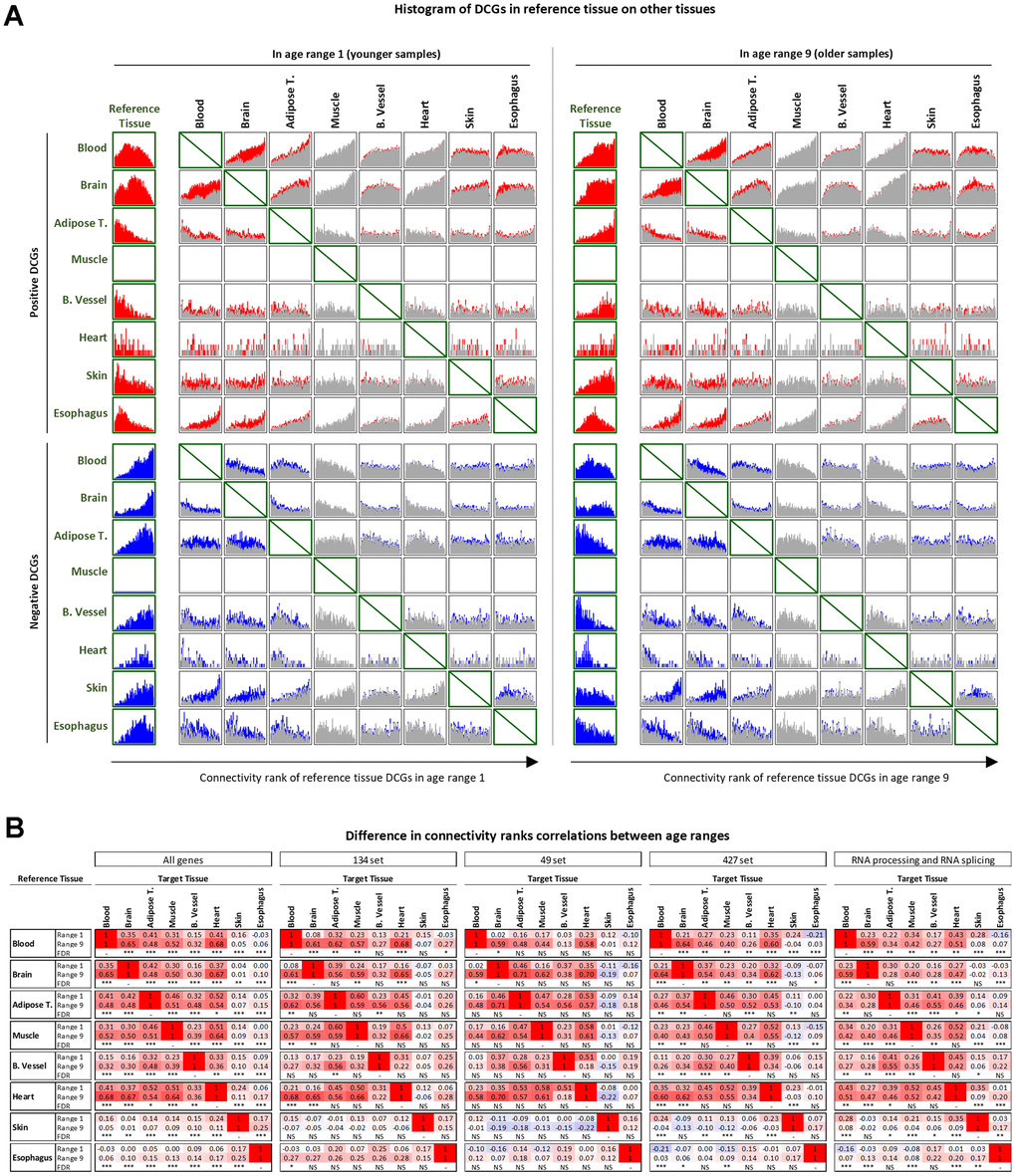 Cross-tissue analysis of DCGs. (A) DCGs in reference tissues projected on other tissues in younger and older samples. Colored portions of the histogram represent positive (red) or negative (blue) genes DCGs in the reference and target tissue. Grey portions represent genes that are DCGs in the reference tissues but not in the target tissue. (B) Comparison of changes in correlations of connectivity ranks between younger and older samples. Significance levels: FDR
