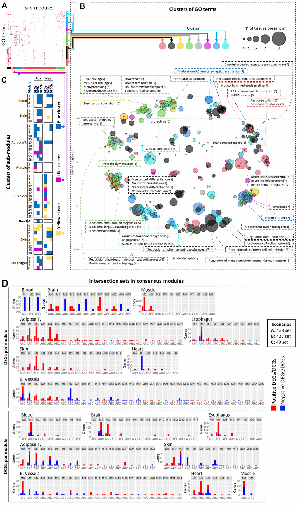 Consensus modules analysis. (A) Unlabeled heatmap of similarity between terms enriched in sub-modules. (B) Semantic similarity of the terms in the heatmap with Revigo. The size of the dots on the chart represents the number of tissues in which that term is found, and the coloring of the dot represents the cluster of terms/rows in which that term is found. The size and coloring are based on the term chosen to represent the cluster. Terms contained in some points in different regions of the chart are highlighted and described in the text boxes. The numbers in parentheses next to the terms represent the number of tissues in which that term is enriched (which may or may not be equal to the value for the representative term of the same point). (C) Sub-modules enriched in terms contained in the green and gray terms/rows clusters. (D) Overlap between consensus modules and genes in the intersection sets. The red and blue portions of the bars represent positive and negative DEGs/DCGs.