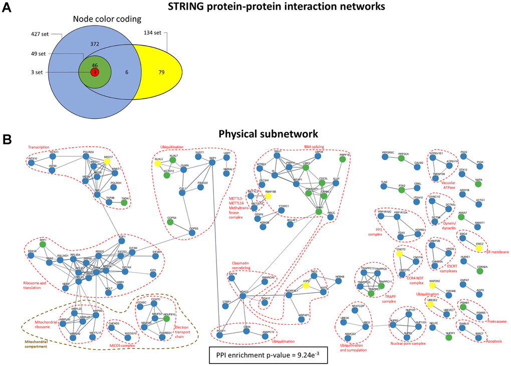 STRING PPI physical subnetwork. (A) Color coding for the nodes in the network indicating to which intersection set the corresponding genes belong. (B) Physical subnetwork. The network includes links with a confidence score of at least 0.7 in STRING. Singletons (unconnected nodes) are omitted.