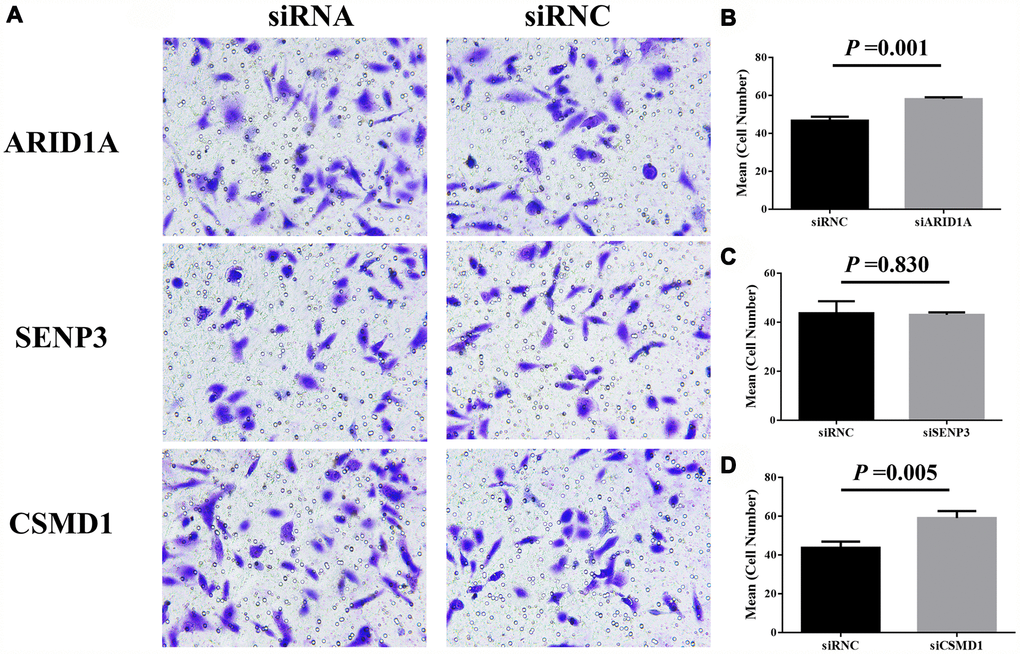 Cell invasion after the suppression of genes, ARID1A, CSMD1, and SENP3 by siRNA. The images of transwell invasion assay shown in (A) were scanned, quantified, and plotted in (B–D, respectively).